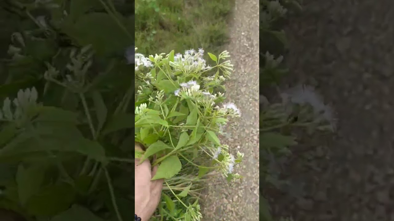 Калея закатечичи, шаманская трава #Калея закатечичи #осознанные сновидения #шаманская трава