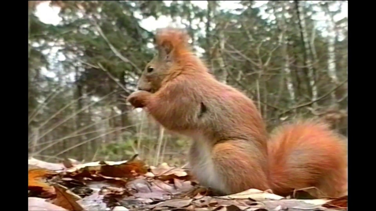 FAUNA KOZIENICKIEGO PARKU KRAJOBRAZOWEGO