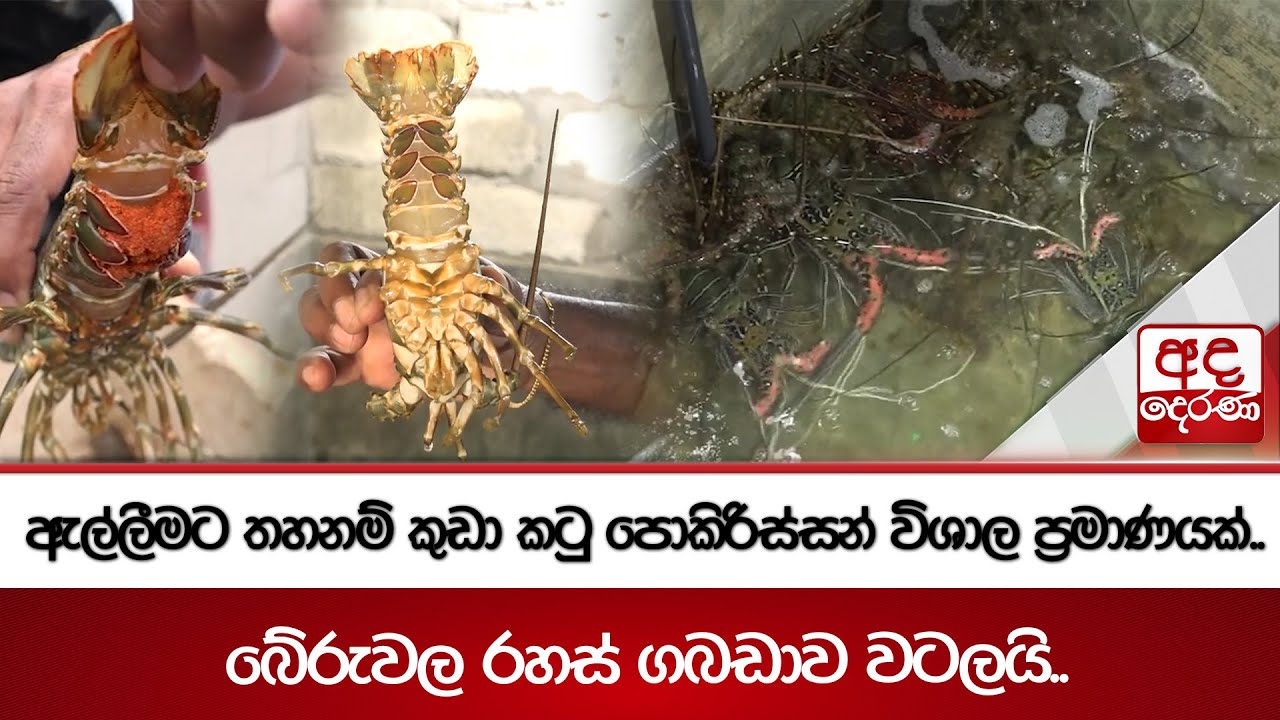 ඇල්ලීමට තහනම් කුඩා කටු පොකිරිස්සන් විශාල ප්‍රමාණයක්.. - බේරුවල රහස් ගබඩාව වටලයි.. | Ada Derana