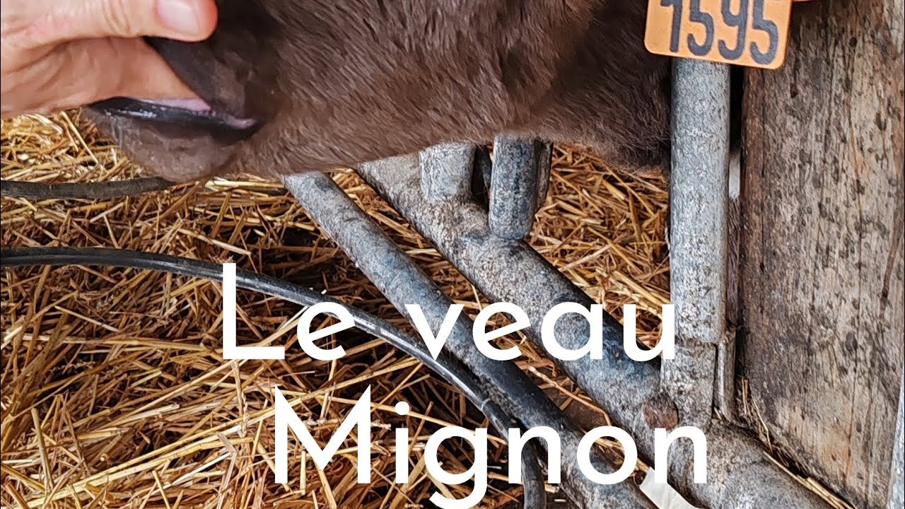 Brittany adventure Part 11 - down on the farm!