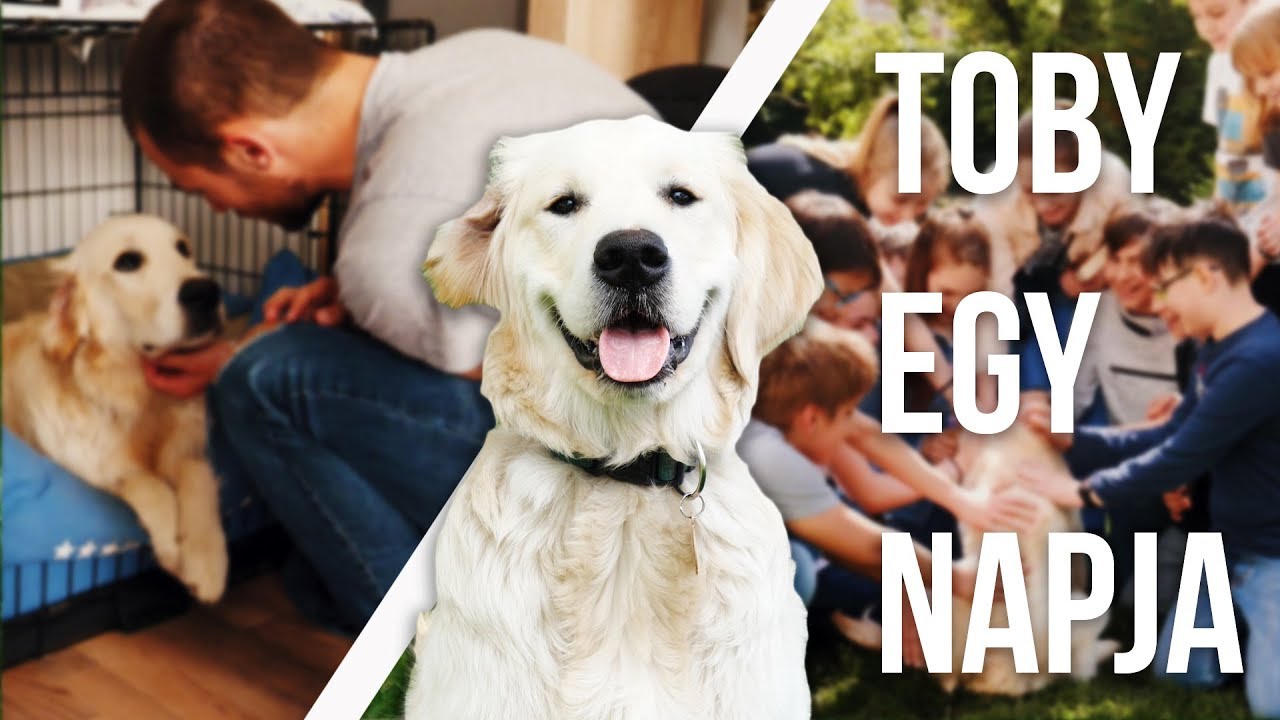 TOBY NARRÁLJA EGY NAPJÁT | Toby VLOG #23