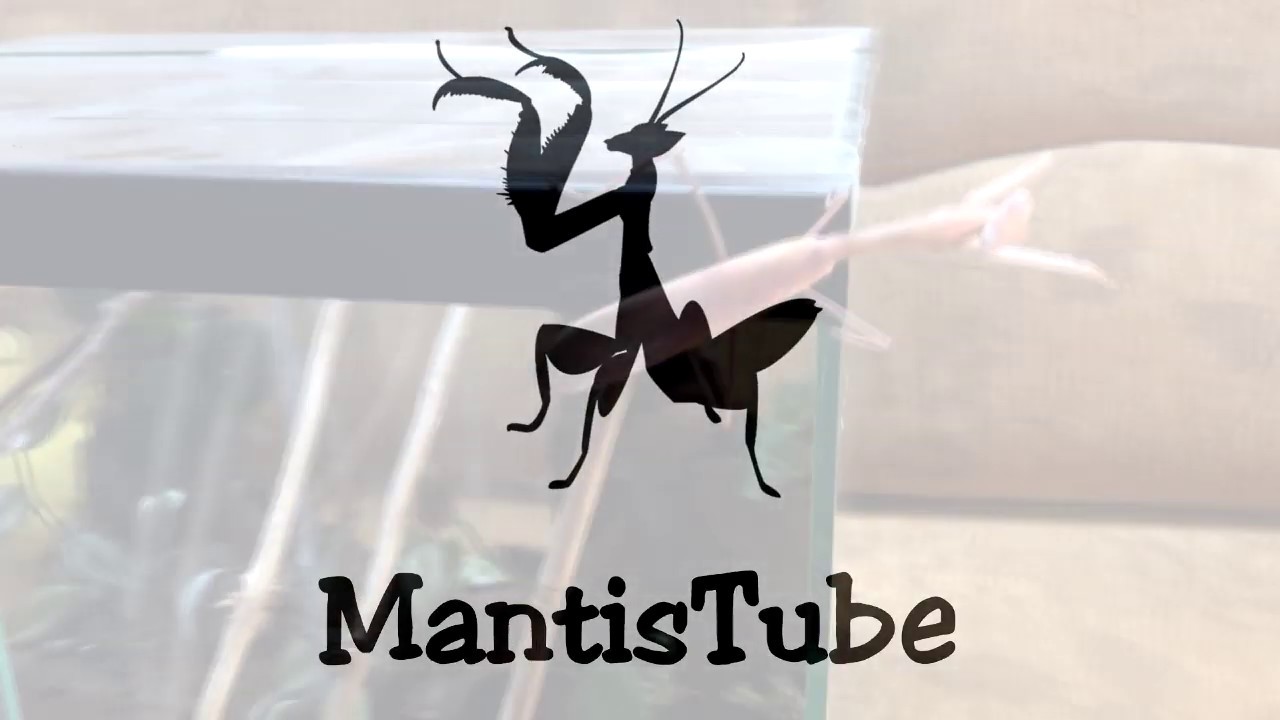 Mantis in house, czyli jak zająć się modliszką-Hierodula membranacea