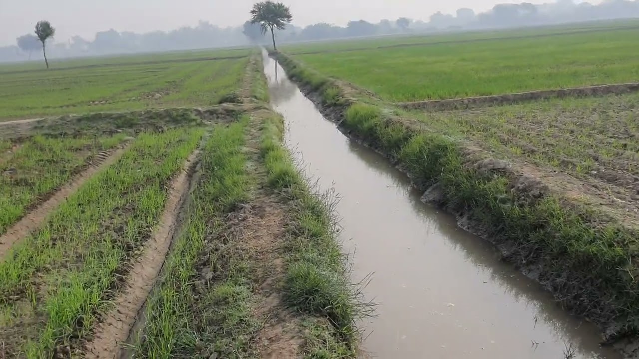 wheat swing 42 inches beds   پکنک پر  لگائی گی گندم (Pqnk)