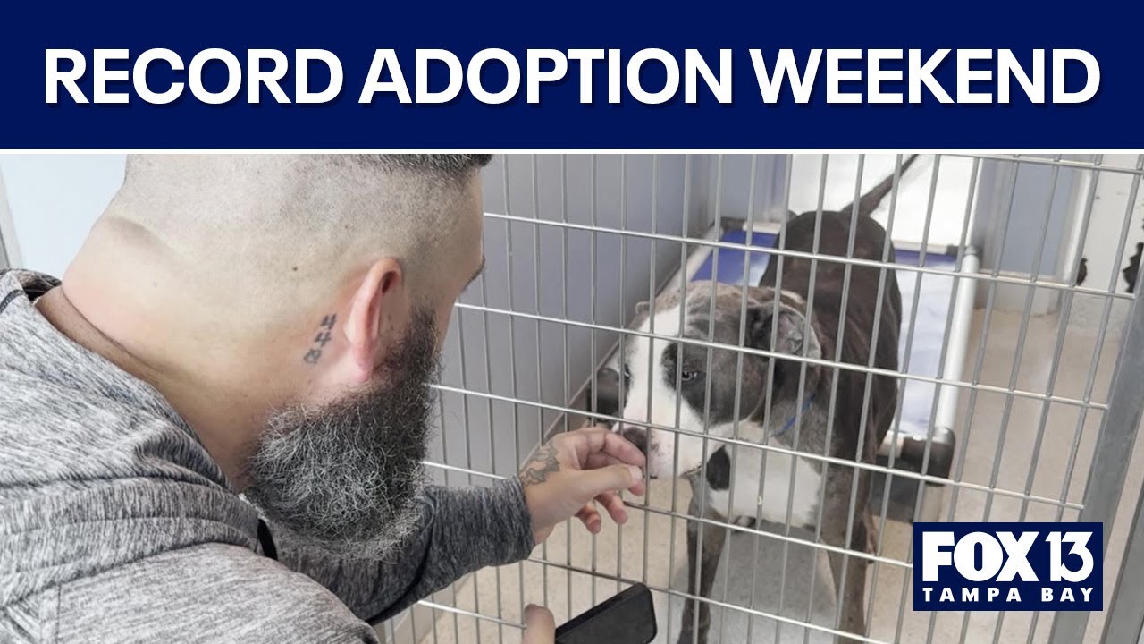Successful pet adoption campaign in Tampa