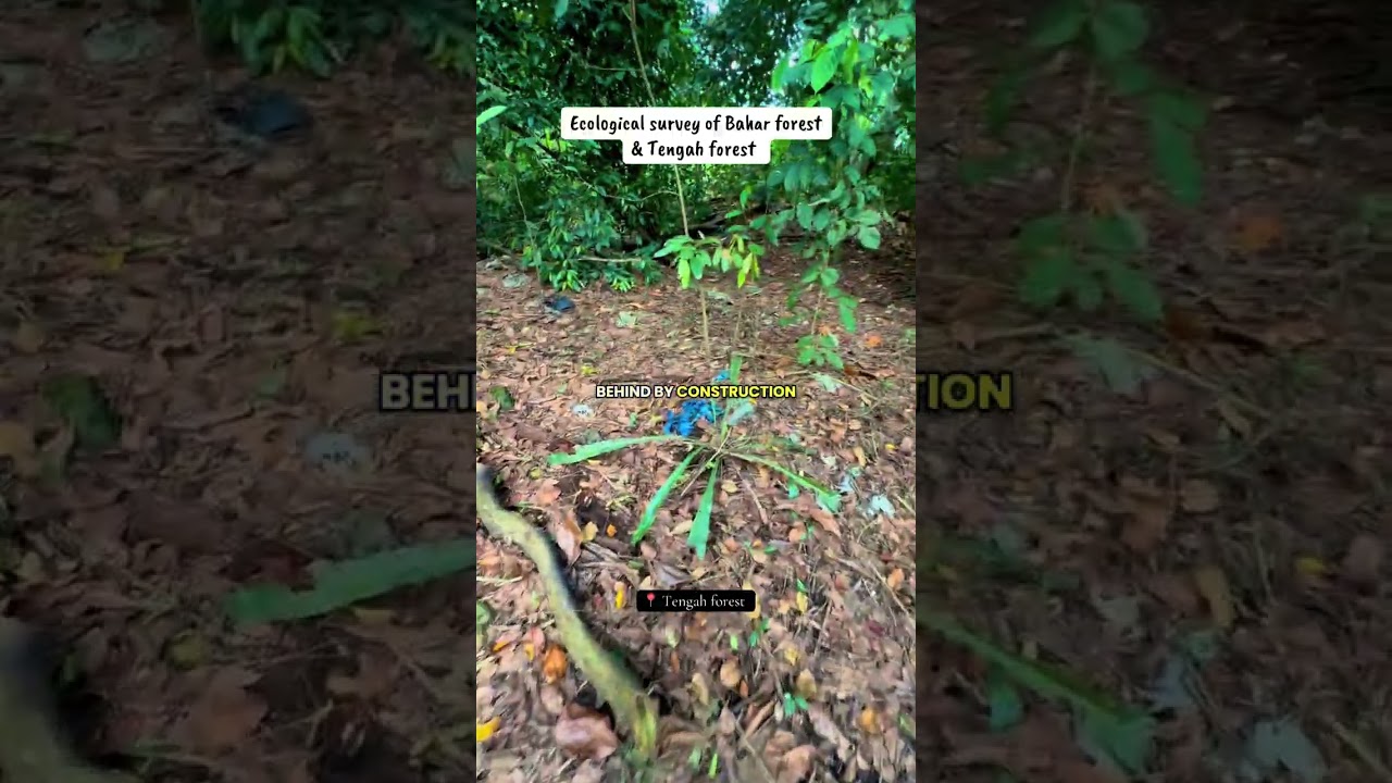 Ecological survey of Bahar Forest and Tengah Forest (11 March 2026)