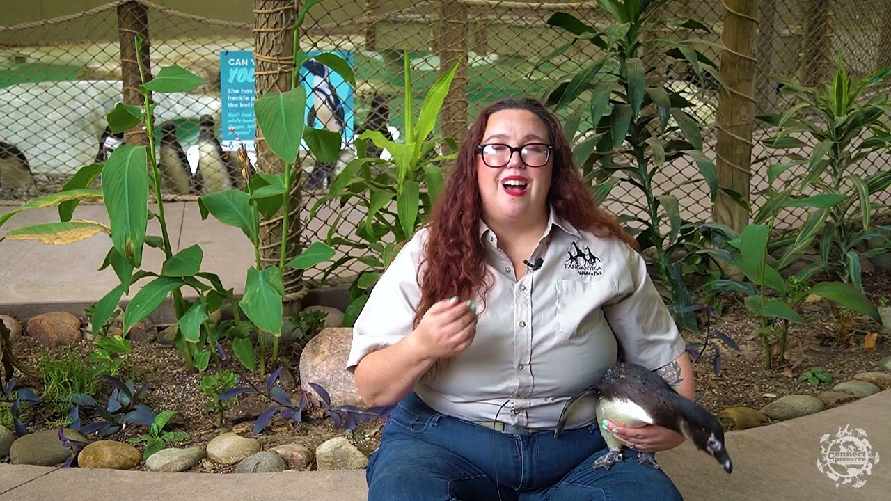 African Penguin Connect and Preserve | Tanganyika Wildlife Park