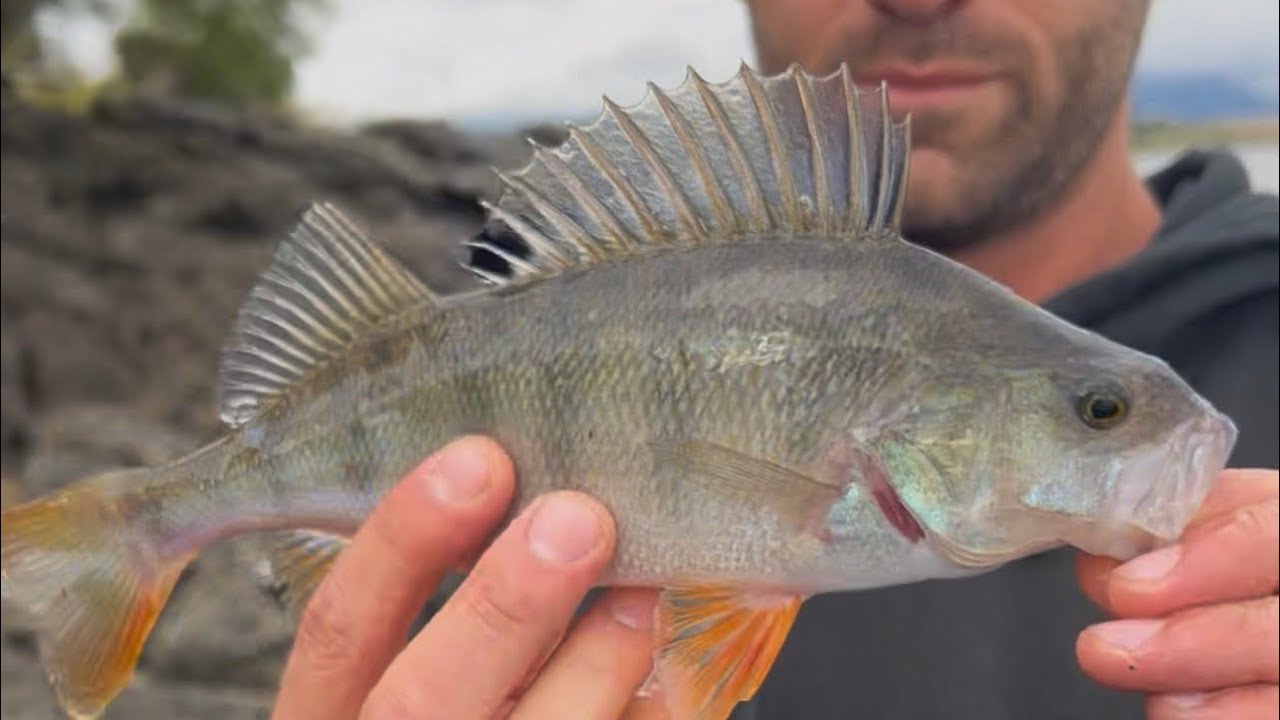 მე სანდრიკა და დები წალკაში, თევზაობა აქტიურ ქორჭილაზე სექტემბერში 