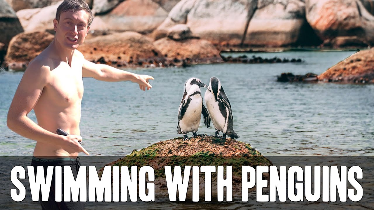You CAN Swim with WILD Penguins! Boulders Beach, South Africa