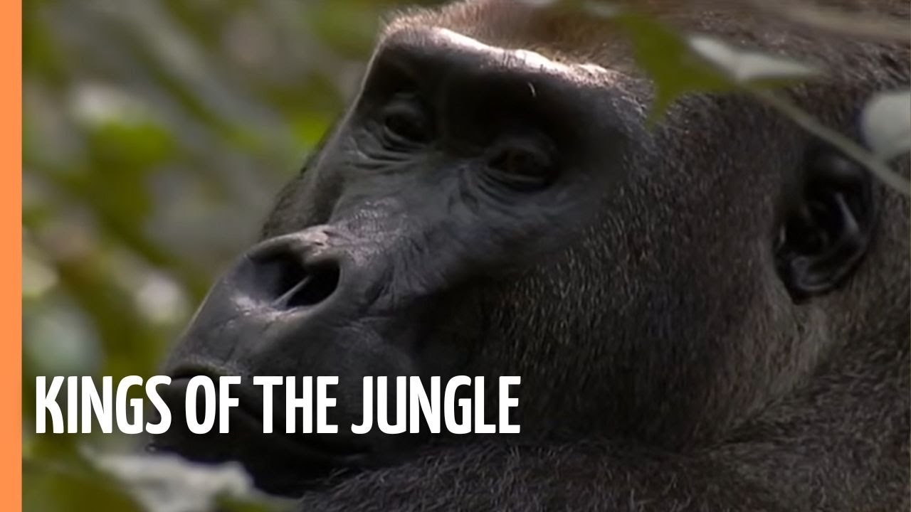 Gorillas - Kings of the jungle | Full Documentary