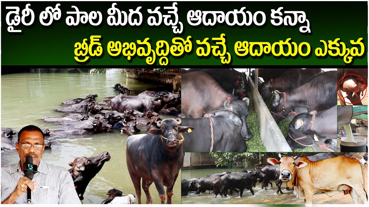 Pure Murrah Buffalo Breed development in East Godavari (A.P) || Murrah Buffalo Dairy Farm || i3MEDIA