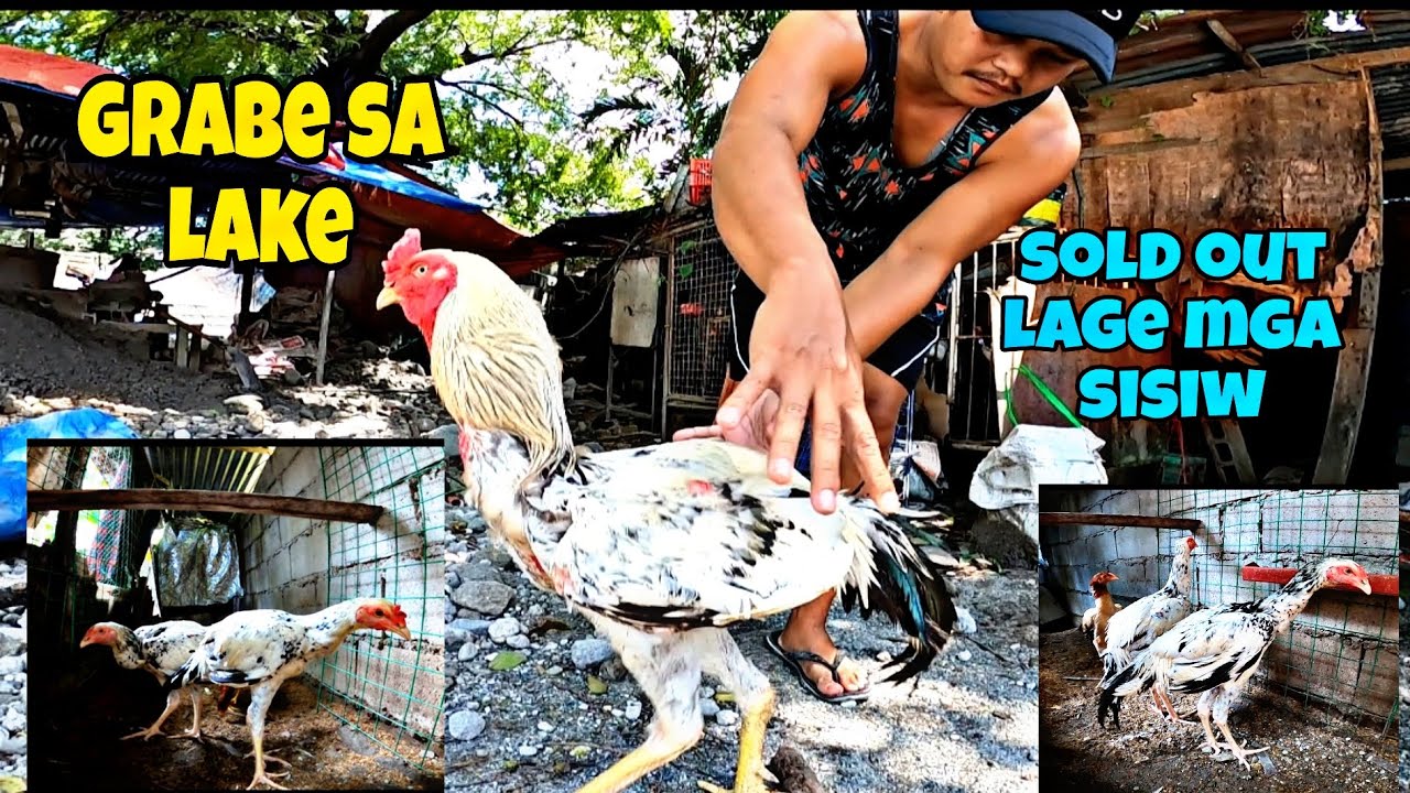 legit na giant na manok grabe . / napaka indimand .indo gigante