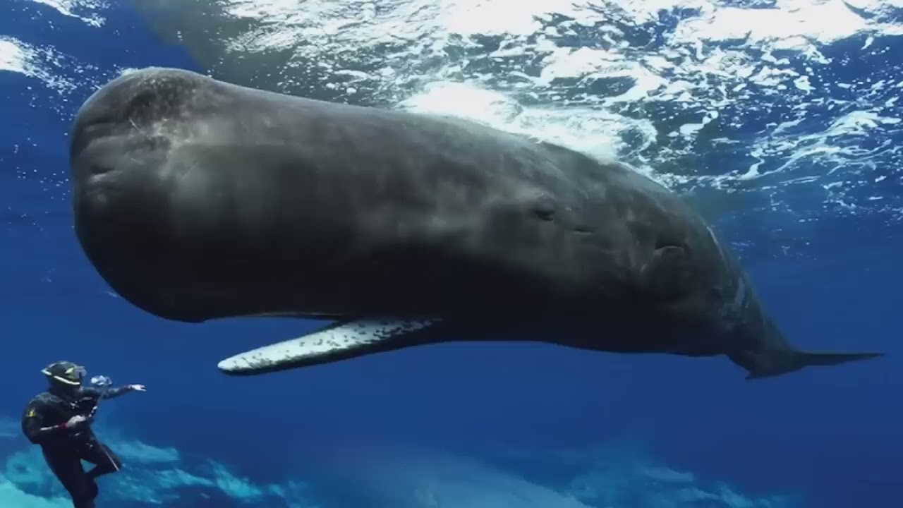 Sperm Whales Clicking You Inside Out &mdash; James Nestor at The Interval