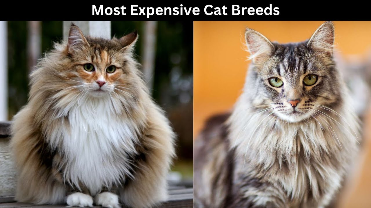 Top 10 Most Expensive Cat Breeds In The World