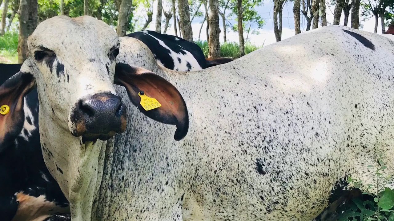 Novíllas mestizas de leche  en República Dominicana 🇩🇴#gyrlechero #ganaderías #farm #rancho