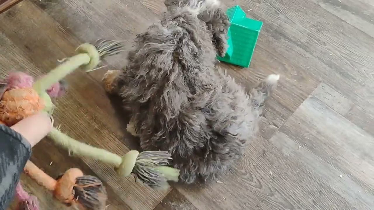 Mini Bernedoodle Blake! 