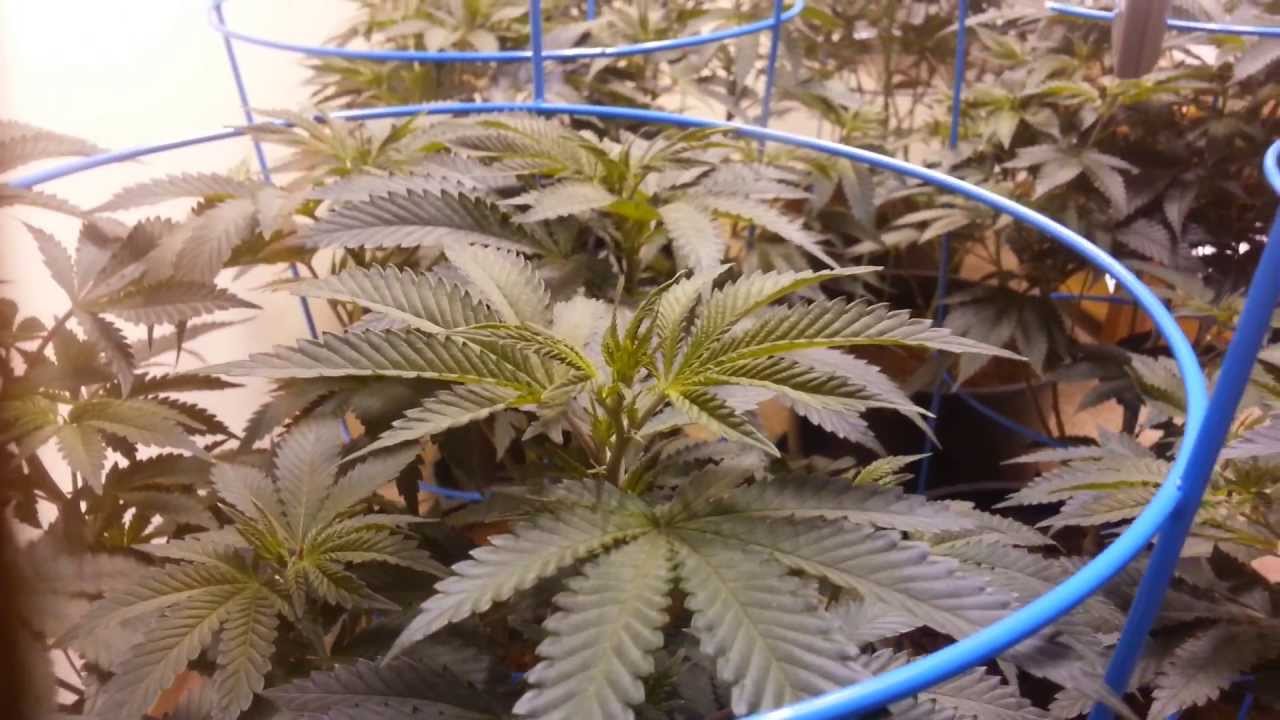 Getting Ready To Bloom