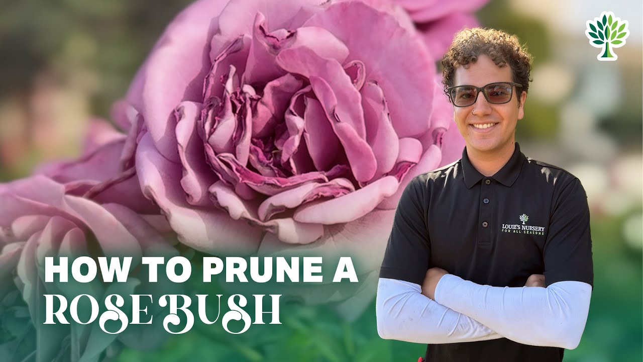 How to Prune a Rose Bush  |  Louie's Nursery (Garden Tutorial)