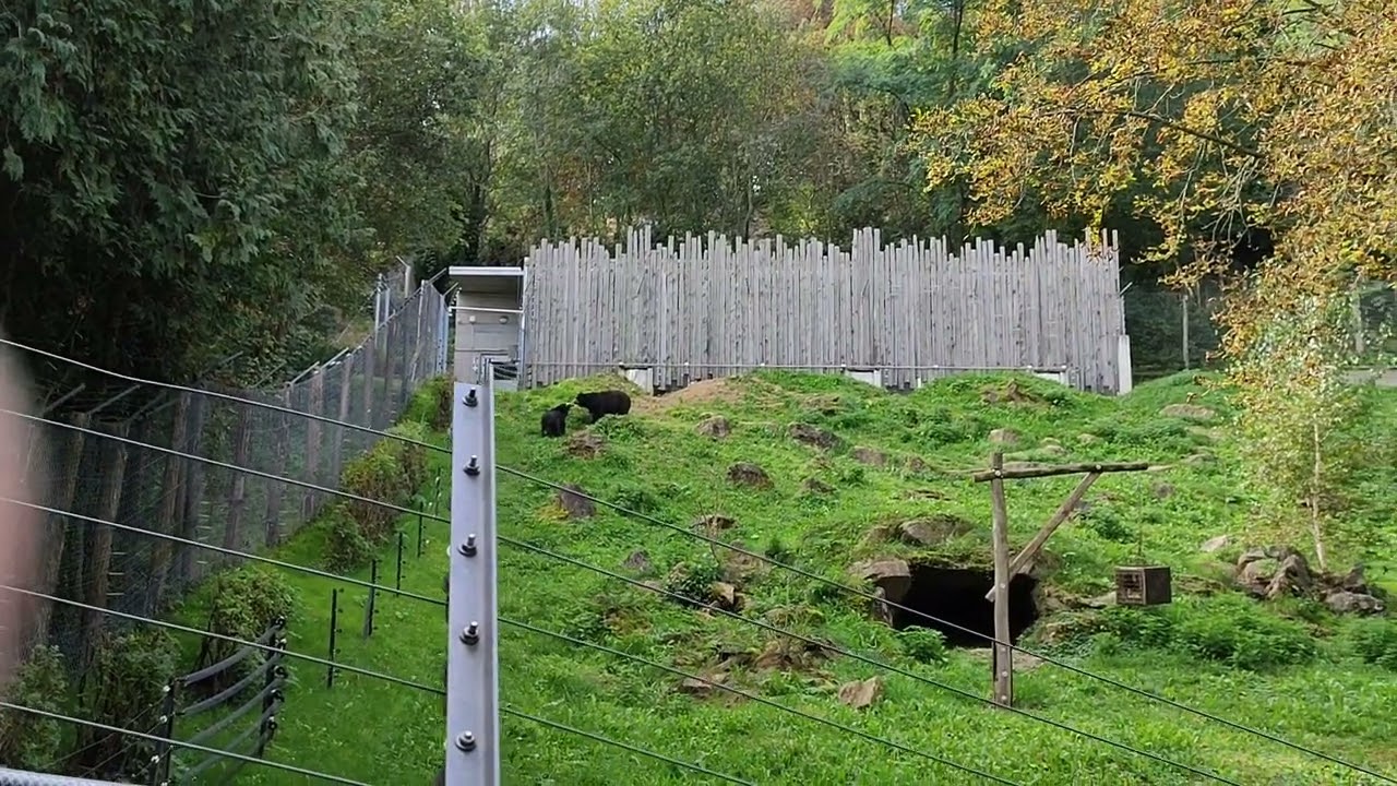B&auml;ren Anlage Zoo Tierpark Herberstein Steiermark &Ouml;sterreich