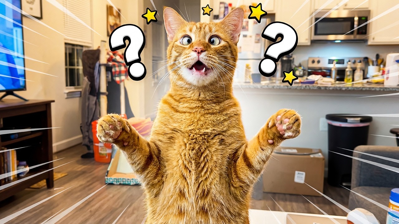 Cats Being Absolutely Hilarious 😂🐱Funny Animal Moments