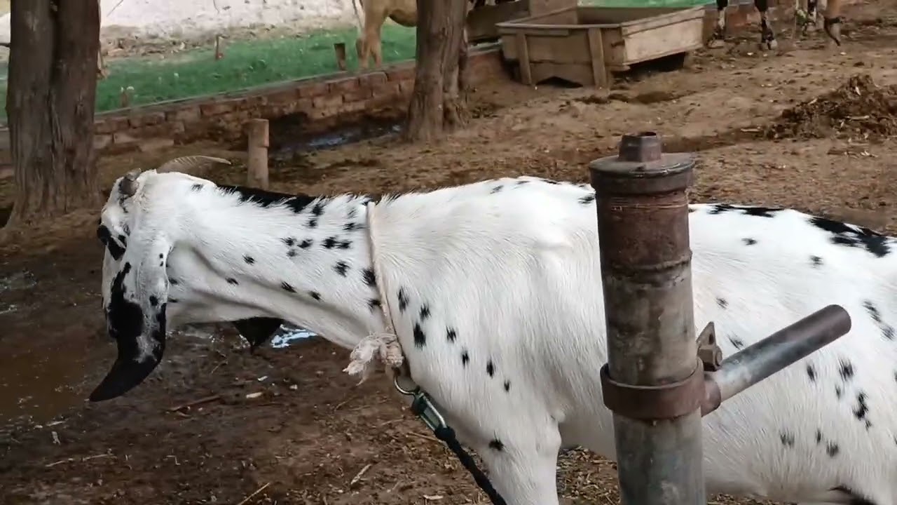 🐄 My Village Animals Run My Life! | Crazy Day with Cows, Goats 