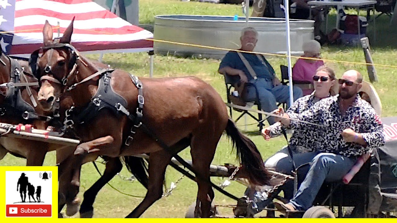 2-Up Mule Team Races - What About Bob Chuckwagon Races 2022 |  Saturday