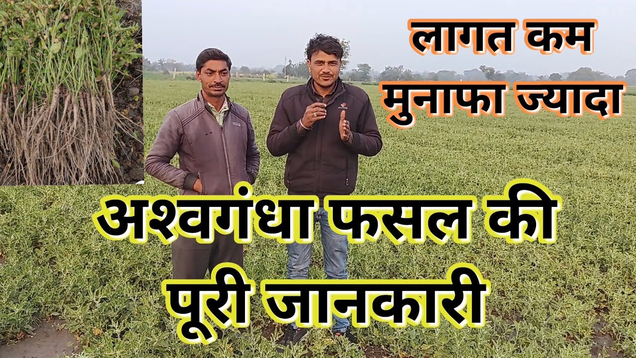 अश्वगंधा खेती की पूरी जानकारी बुवाई से कटाई तक एवं मंडी भाव /Ashwagandha ki kheti 