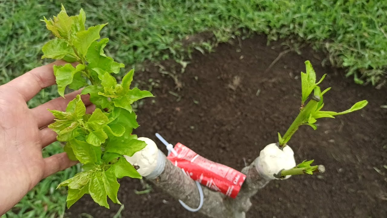 прививка персика и абрикоса на одном корне, летом / peach and apricot together on the same root