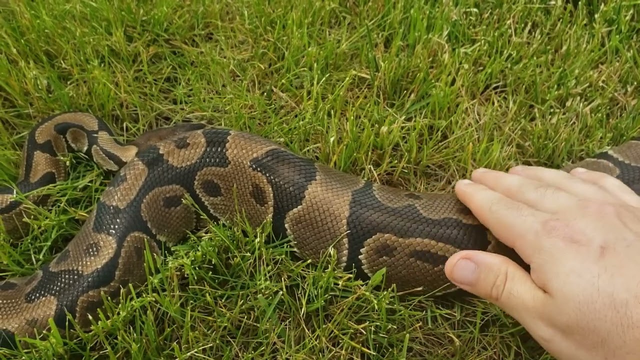 15 YEAR OLD BALL PYTHON COMES OUTSIDE AGAIN FOR INFORMTION!!