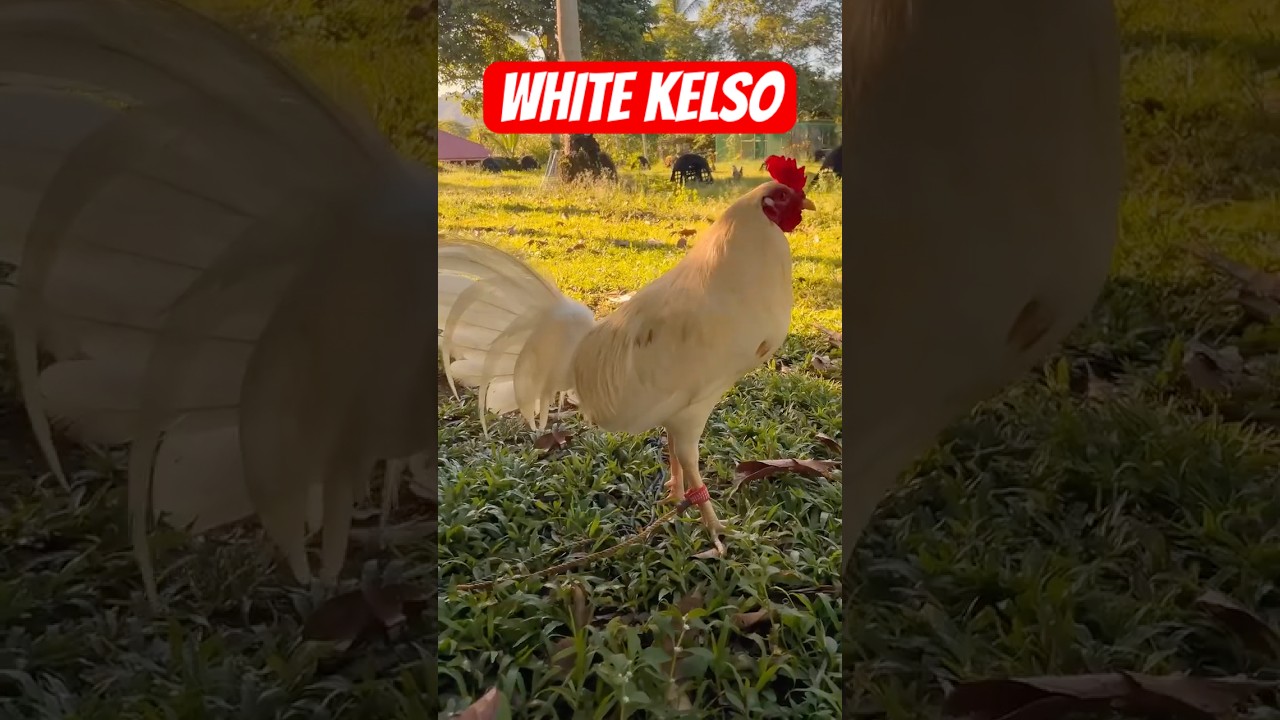 WHITE KELSO STAG