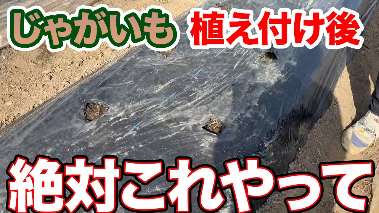 【じゃがいも】絶対に植え付け後にこれやってください！！