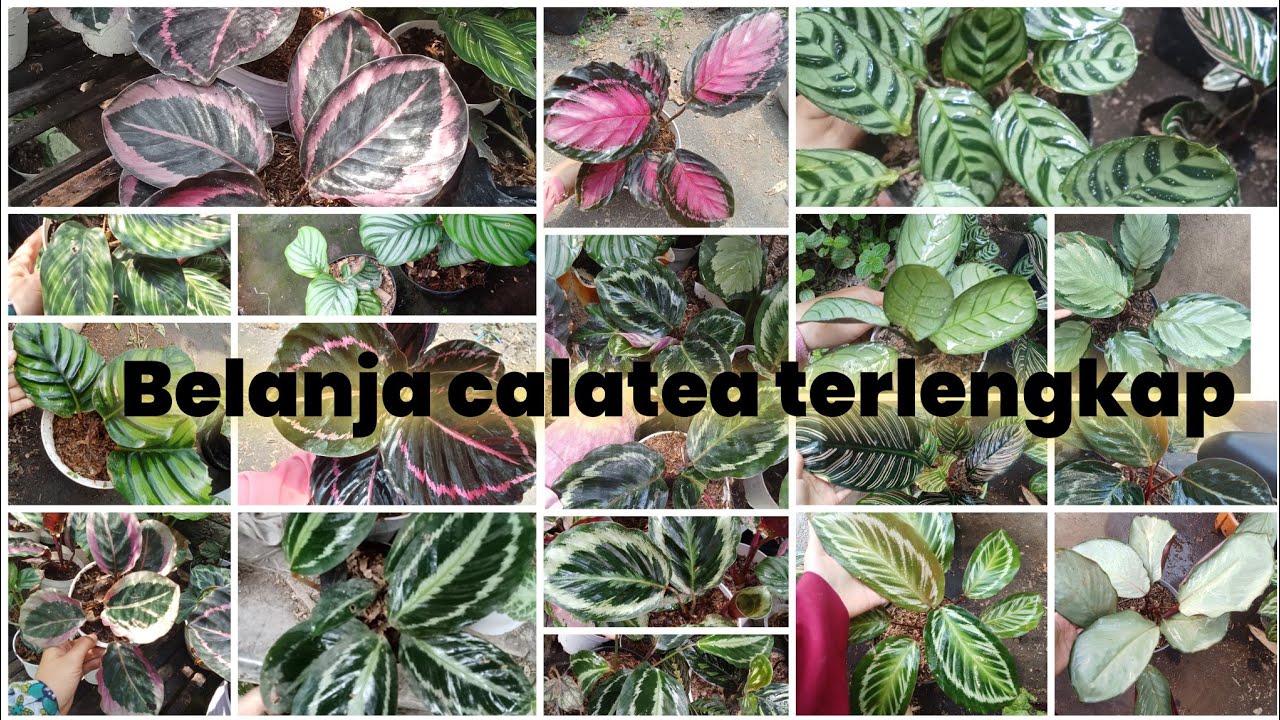 40 jenis calatea dan harga