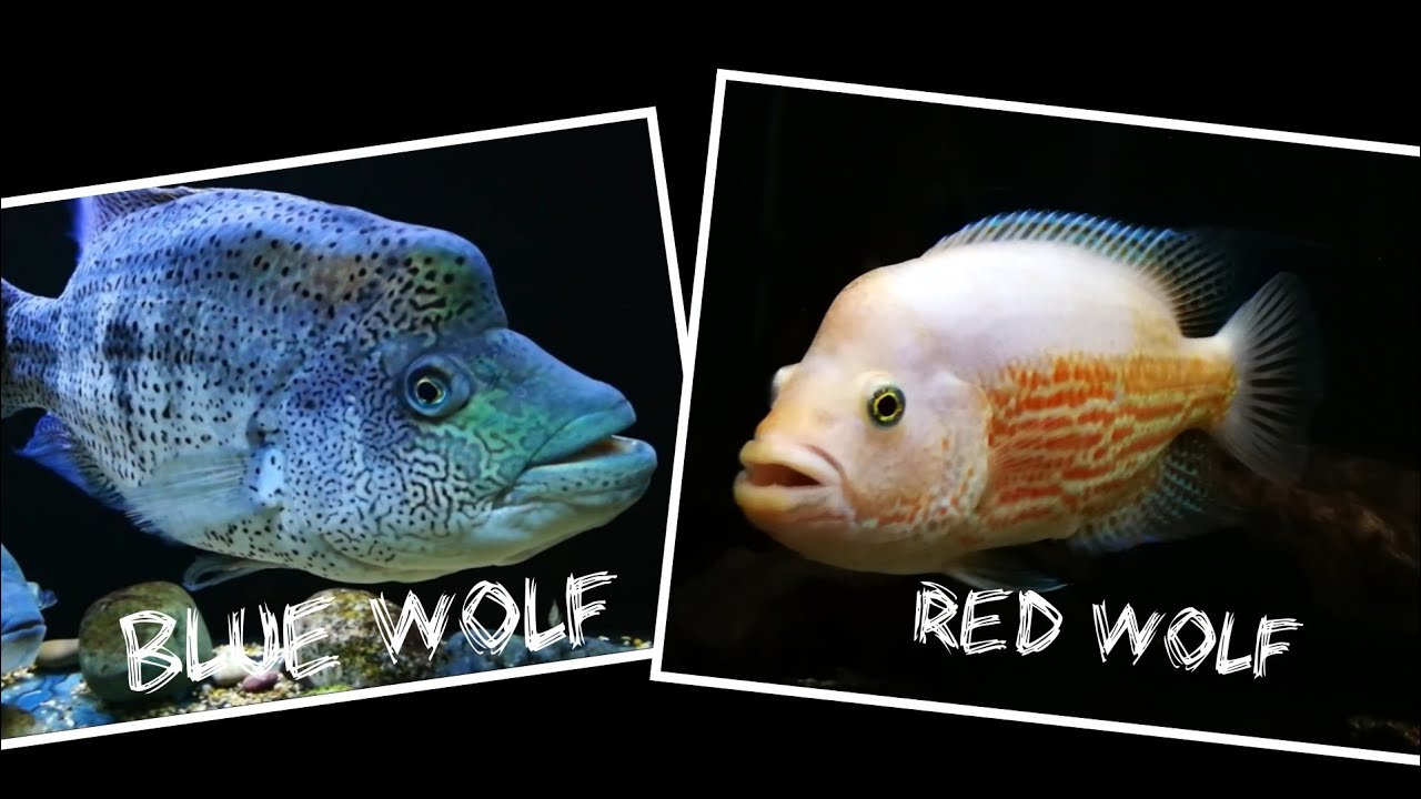 Red wolf, blue wolf, Dovii cichlid update.