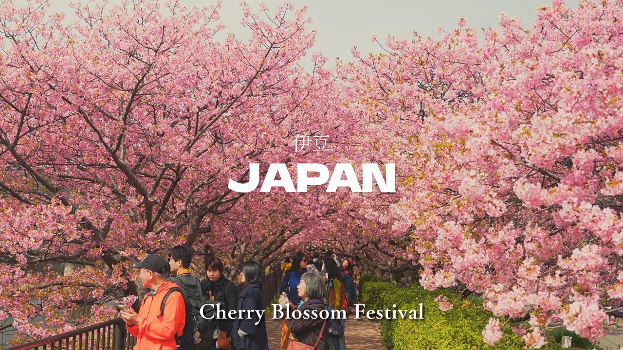 日本一早い春、河津桜の並木道と日本三大つるし飾り | 伊豆・河津町 | 4K