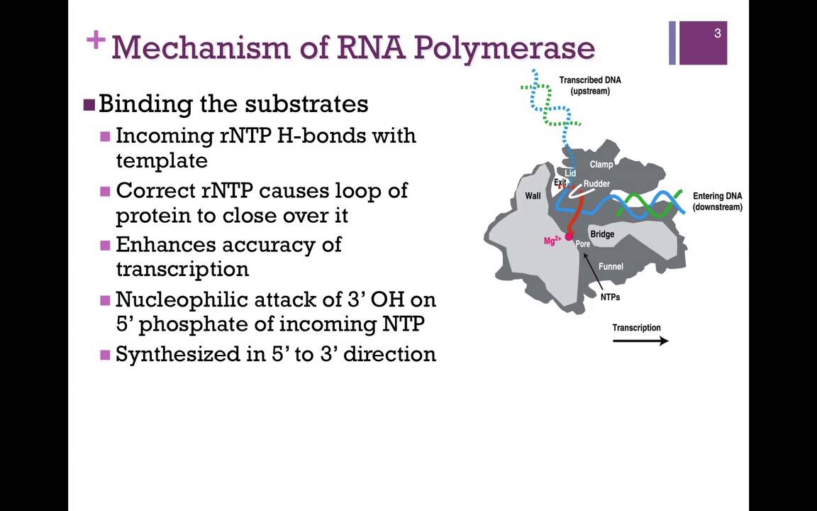 179-RNA Polymerase Mechanism