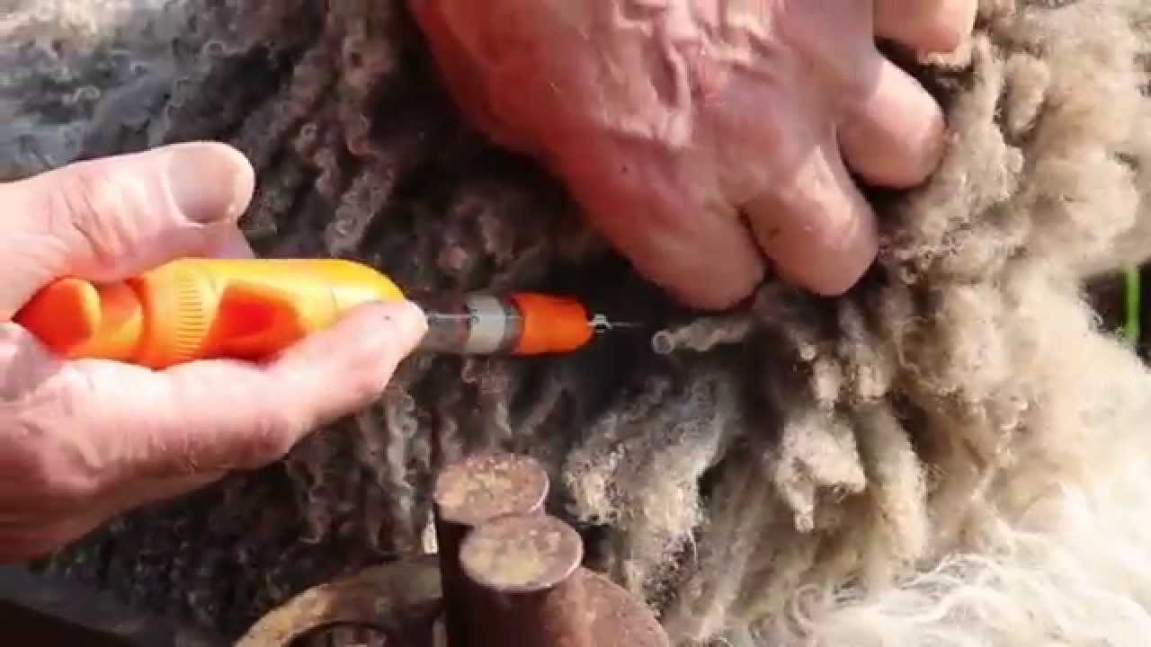 Sheep worming - correct injection technique