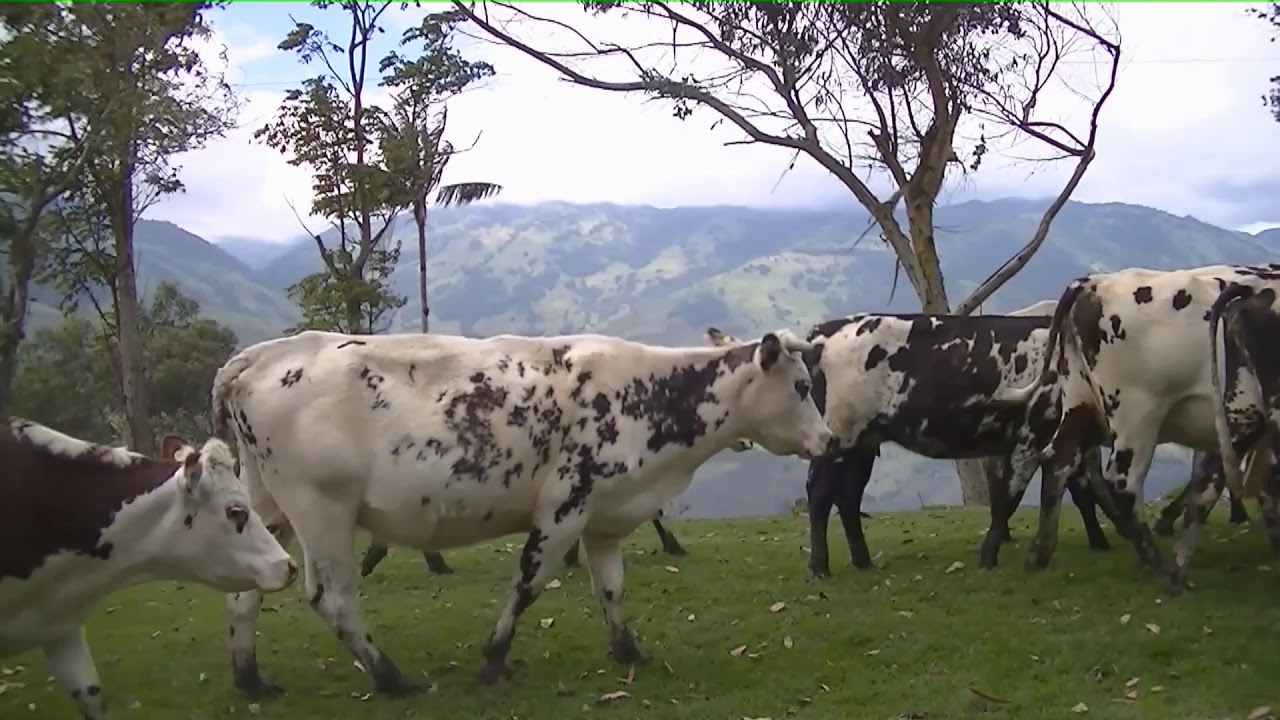 LAS RAZAS BOVINAS Y SU CLASIFICACI&Oacute;N / BOVINE BREEDS AND THEIR CLASSIFICATION