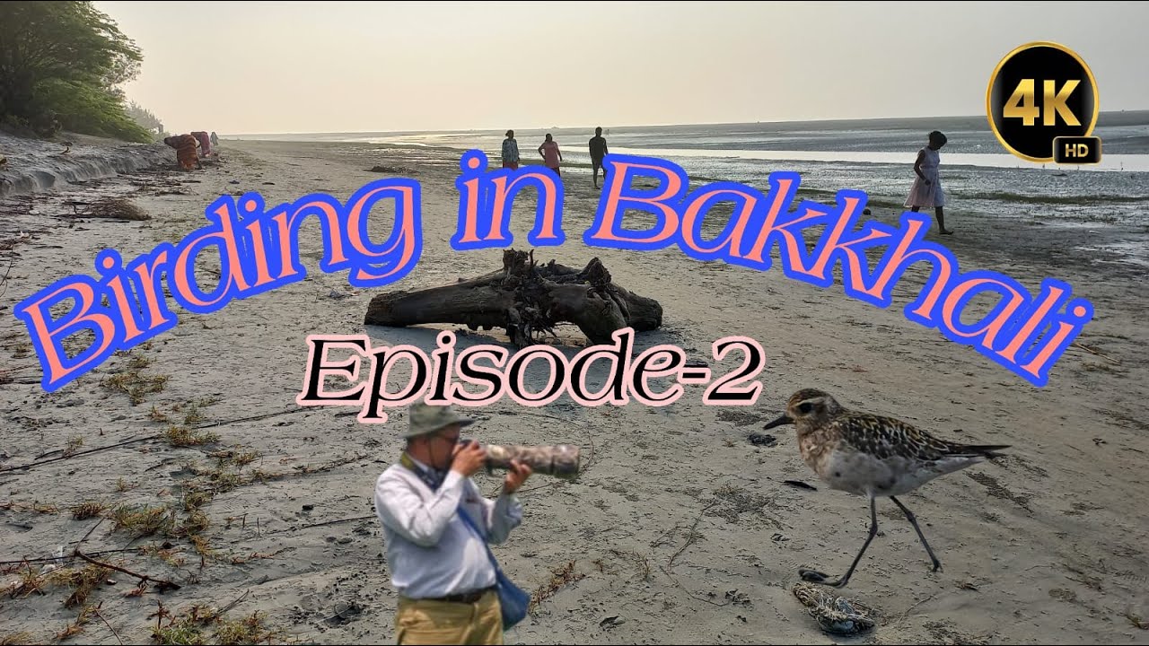 Birding in Bakkhali, Episode-2