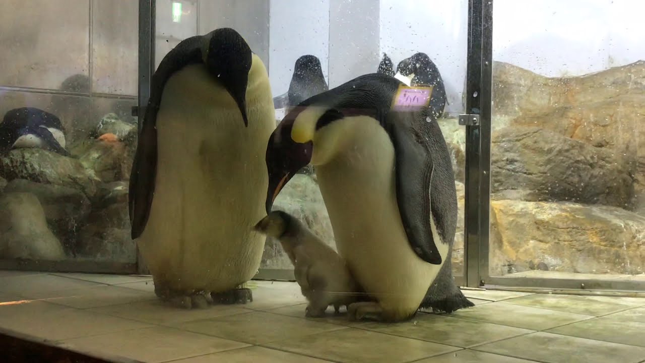 エンペラーペンギンのヒナちゃん🐧ママ🐧からの給餌