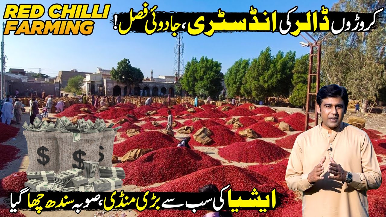 Amazing Red Chilli Farming In 🇵🇰 | Asia's Biggest Chilli Market In Sindh | Discover Pakistan