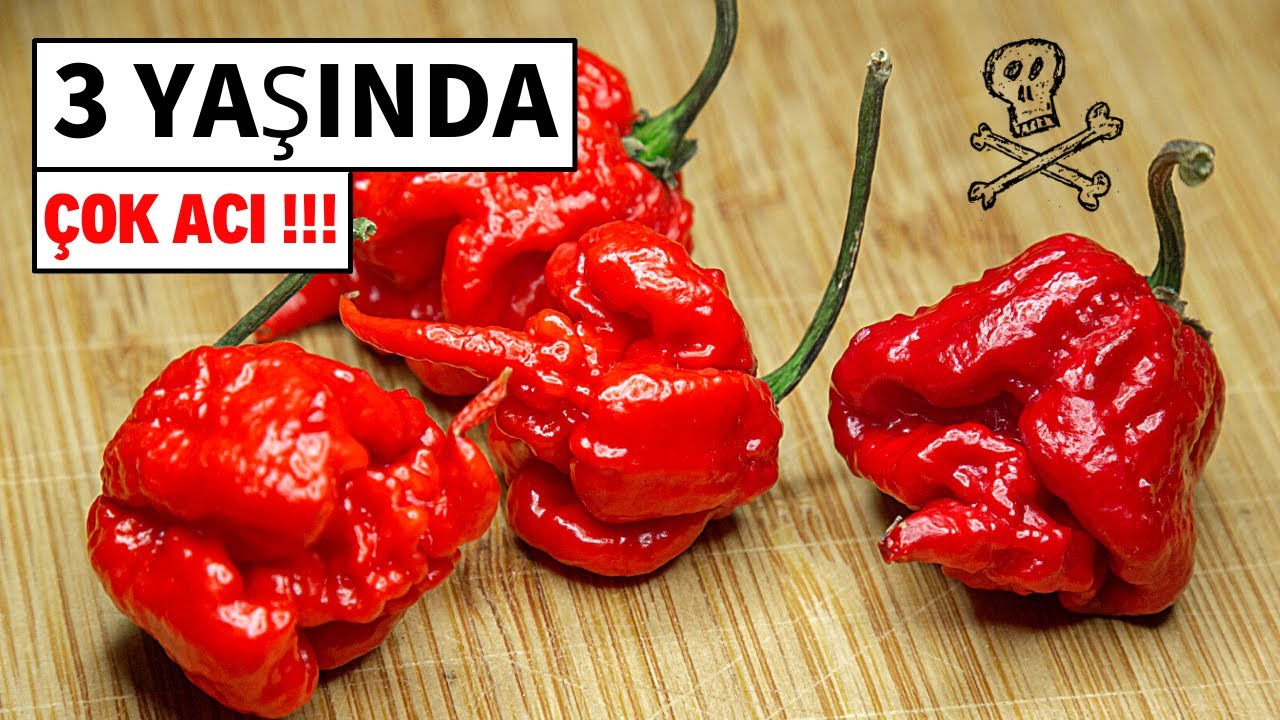BU BİBERLER 3 YAŞINDA DÜNYANIN EN ACI BİBERLERİ CAROLİNA REAPER VE SCORPİON PEPPER