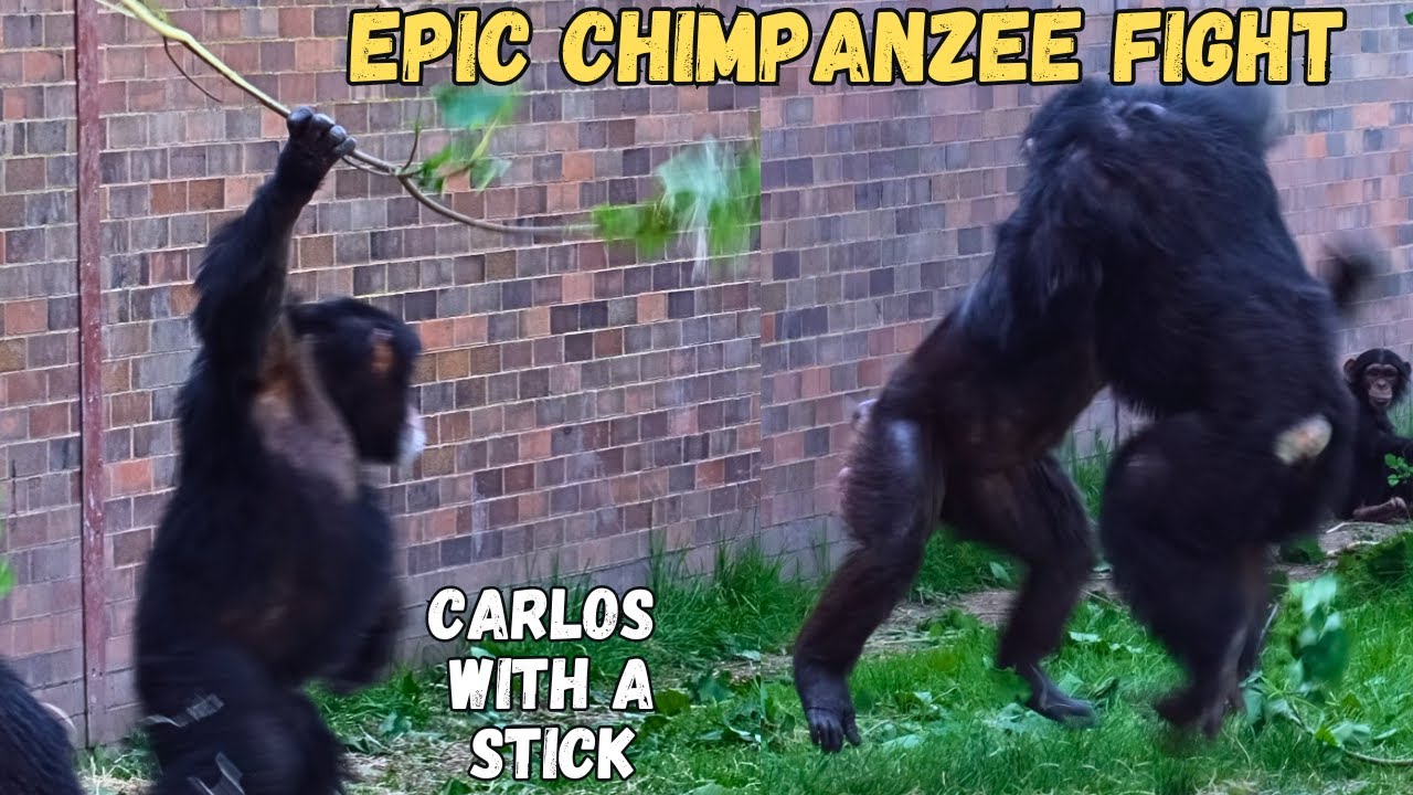 Epic Chimpanzee Fight! Alpha Goes On The Attack With A Stick!