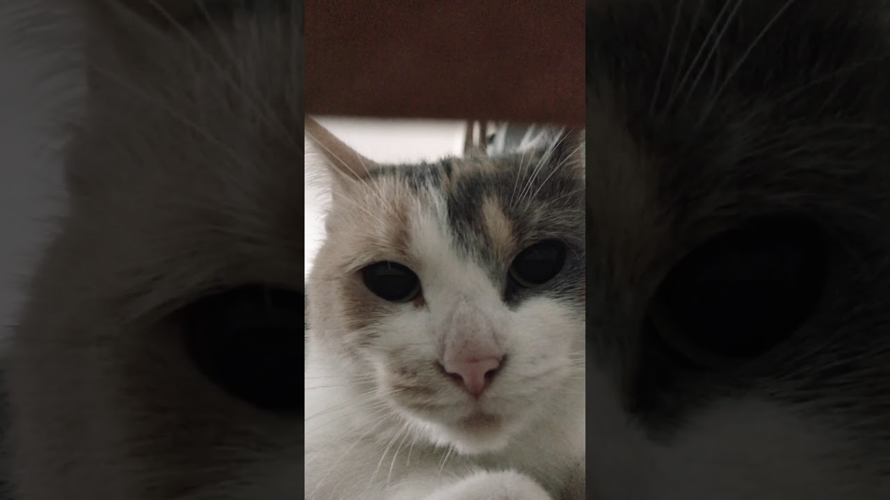 What the heck is wrong with my cat