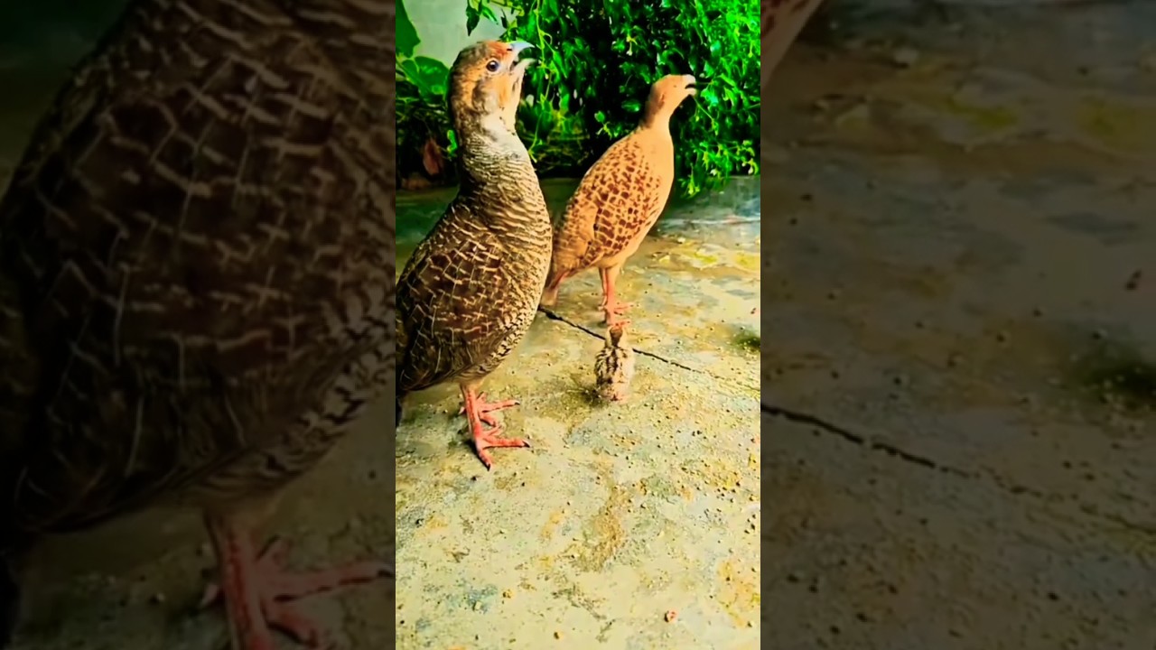 Dakhni family teetar ki awaaz teetar ki awaaz