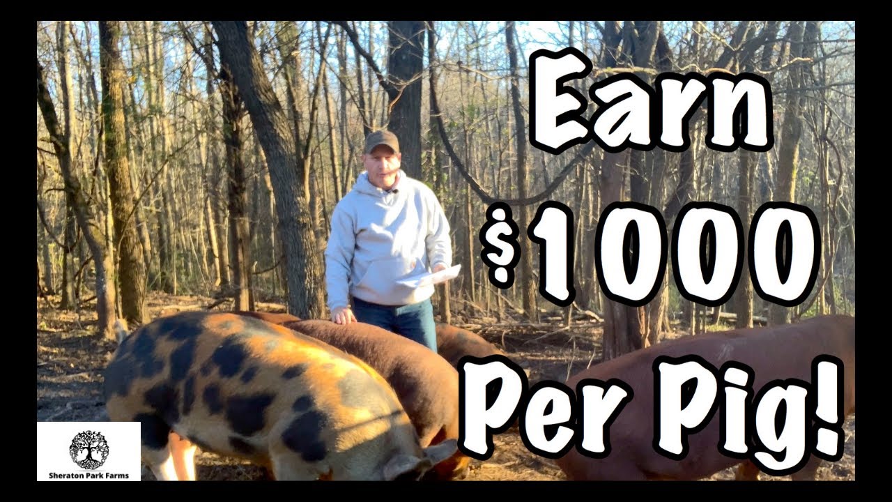 How We Made $1,000+ With Just 3 Pigs