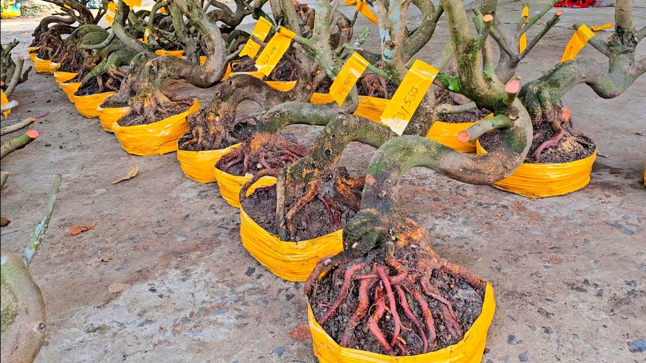 Em Dung 📲O335O49884 khai trương giá tốt 10/3 phôi mai giảo Thủ Đức (@Maivàng Quê dừa)