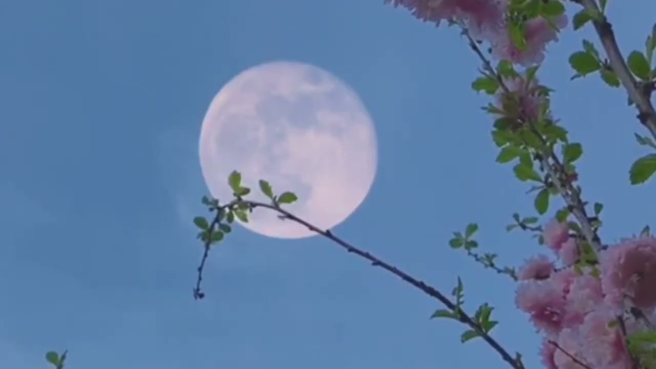 تلاوة بصوت حسن منسي من سورة غافر الآيات (1-20)