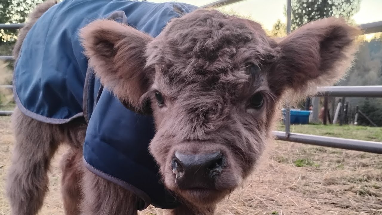 New Babies on the Farm...Rough Start to Life