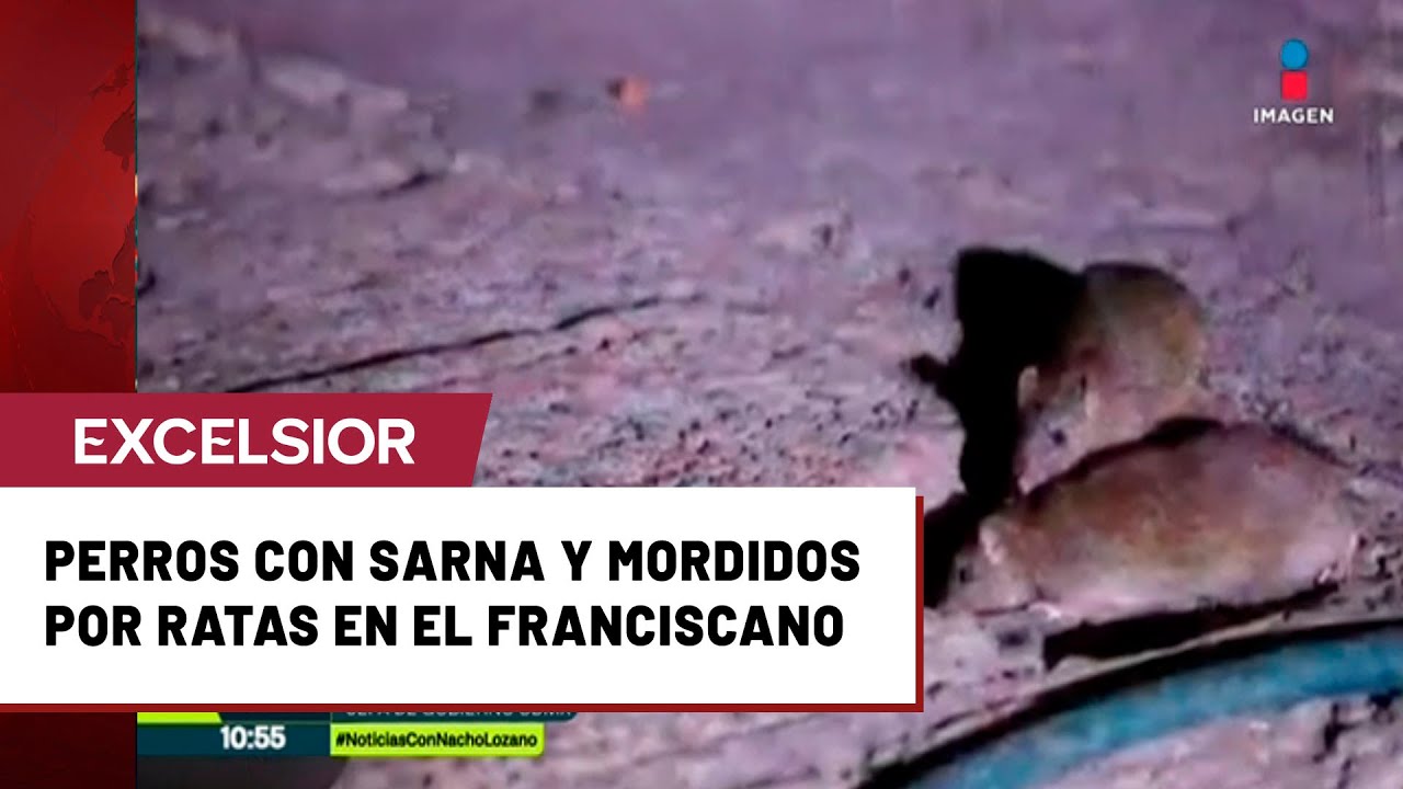 Perros rescatados del Refugio Franciscano enfrentaban condiciones deplorables