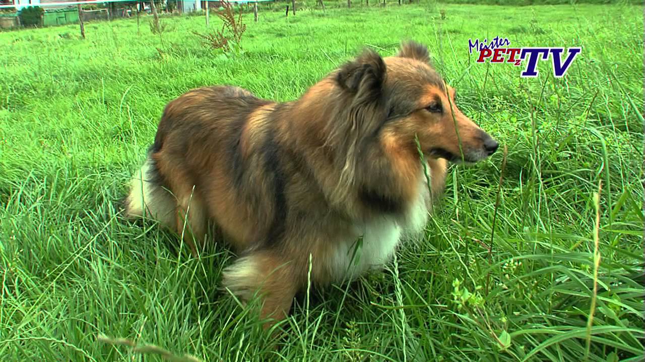 Shetland Sheepdog: Informationen zur Rasse