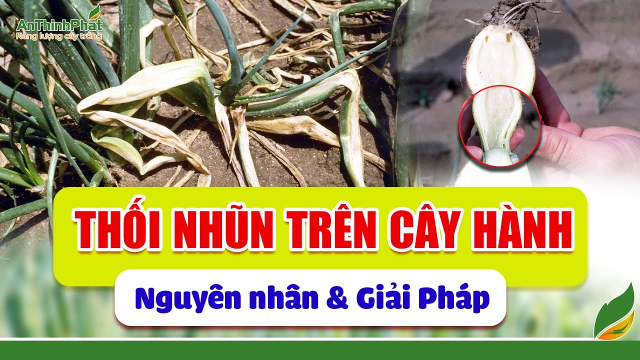 Thối Nhũn Trên Cây Hành - Nguyên Nhân & Giải Pháp | An Thịnh Phát